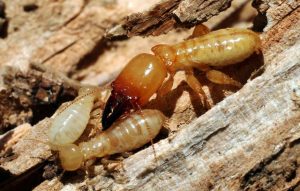 Termite Treatment Melbourne | Termite Inspection & Control Melbourne