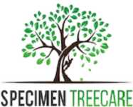 Speci Men Tree Care Profile Picture