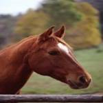 Horse Riding Now profile picture