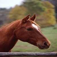 Horse Riding Now Profile Picture