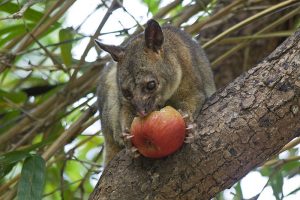 Possum Removal Melbourne | Possum Pest Control Melbourne