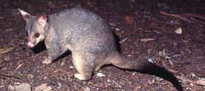 Possum Removal Cost & Prices | Possum Control Cost Melbourne