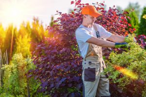 Tree Trimming Colorado Springs | Colorado Springs Tree Service