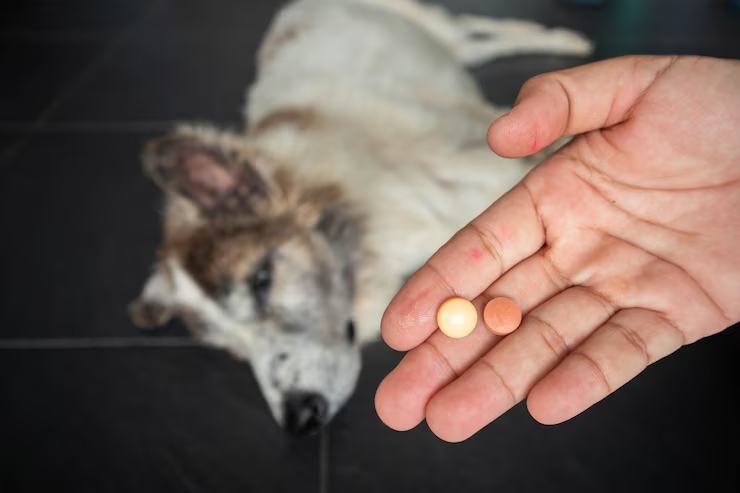 Over-the-Counter Medications That Are Safe for Your Dog | TechPlanet