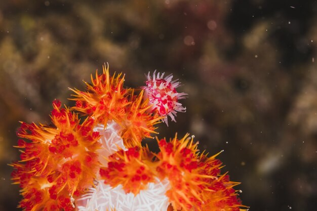 From Frag to Fab- Transforming Your Aquarium with Coral Frags: fraggaragebc — LiveJournal