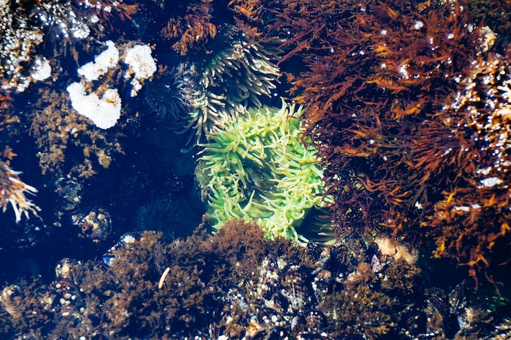 Unveiling LPS Corals- The Beauty and Diversity in Your Reef Tank | Frag Garage