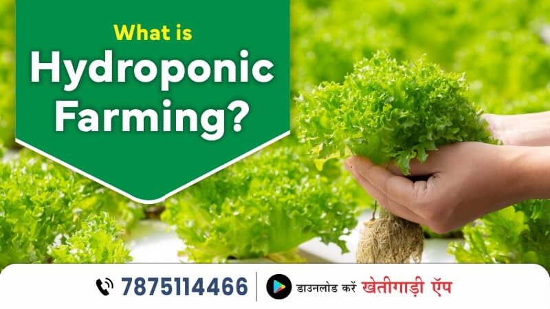 What is Hydroponic Farming | Benefits of Hydroponic Farming | Khetigaadi