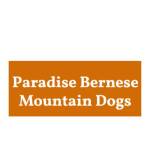 Paradise Bernese Mountain Dogs Profile Picture